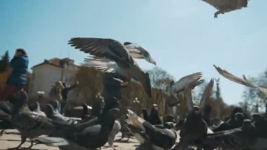 Uçan şehir güvercinler