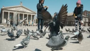 Aile şehir güvercinler tohumlama