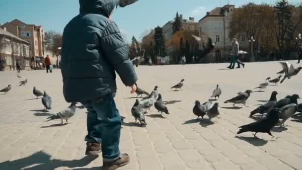 Niño jugando con palomas de la ciudad — Vídeos de Stock