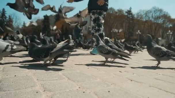 孩子们播市鸽子 — 图库视频影像