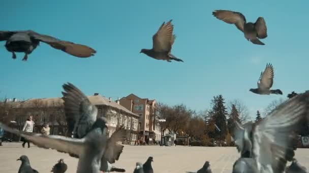 Flying City Doves — Stock Video