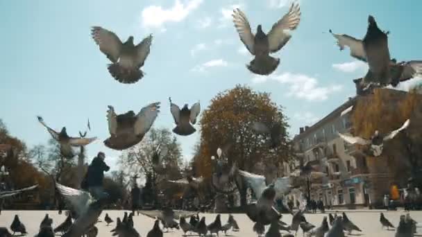 Siewu City gołębie — Wideo stockowe