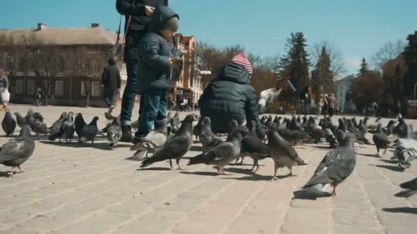 Сім'я посів місто голубів — стокове відео