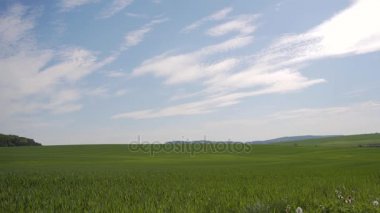 Genç yeşil buğday tarlası