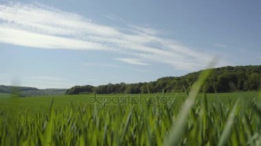 Genç yeşil buğday tarlası