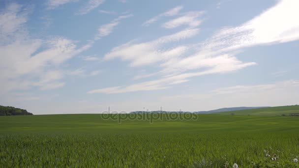 FIeld of Young Green Wheat — Stock Video