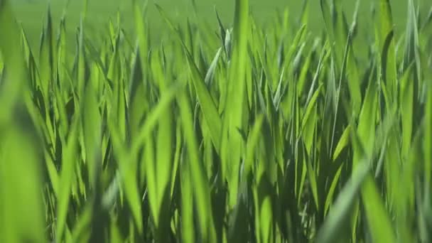 Campo di grano verde — Video Stock