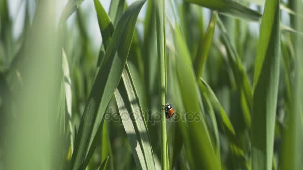 Uğur böceği yeşil buğday yaprak üzerinde — Stok video