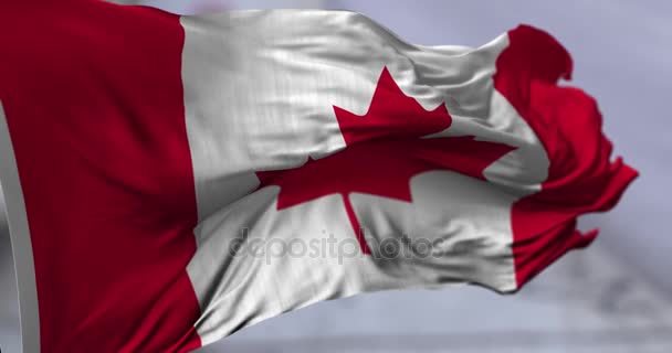 Canadese waait vlag — Stockvideo