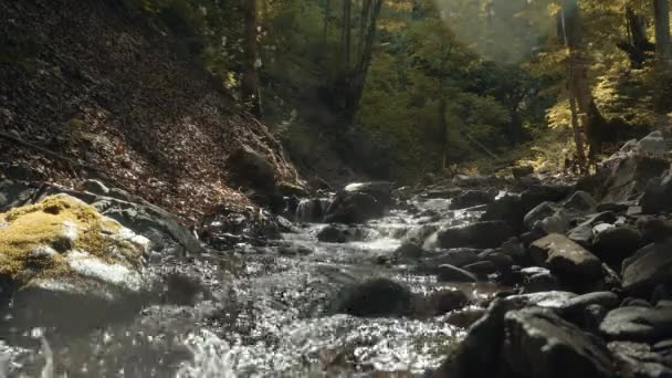 Lesní řeky toku — Stock video
