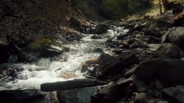 Fluxo dos rios florestais — Vídeo de Stock