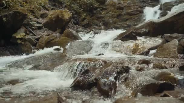 Flujo del río bosque — Vídeos de Stock