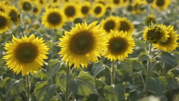 La plante de tournesol 