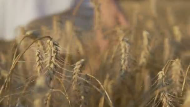 Uruchom pole pszenicy — Wideo stockowe
