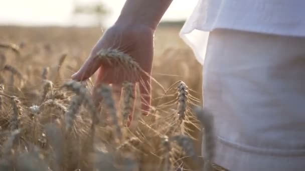 Пшеничне поле Жінка обрізка — стокове відео