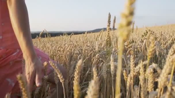 Donna sul campo di grano — Video Stock