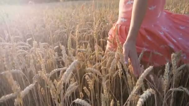 Женщина на пшеничном поле — стоковое видео