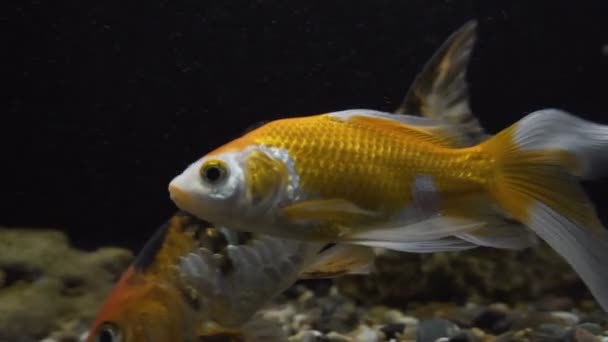 Golden Fish in the Aquarium — Stock Video