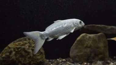 Assamese Kingfish içinde belgili tanımlık akvaryum