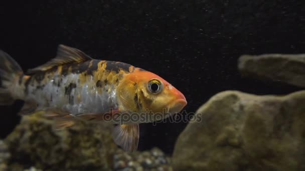 Fish in the Aquarium — Stock Video