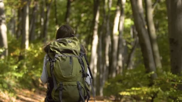 Turista chica paseos a través de madera — Vídeo de stock