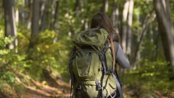森林での携帯電話に関する観光協議 — ストック動画