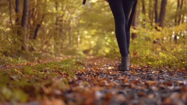 Turist ser sig omkring i höst trä — Stockvideo