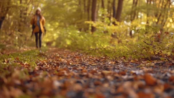 Turist promenader genom hösten trä — Stockvideo