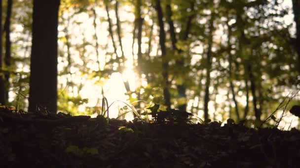 木を歩く観光 — ストック動画