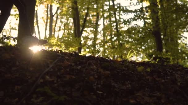 Toeristische wandelingen in hout — Stockvideo