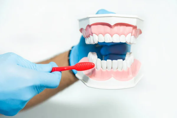 Dentista mostra como limpar os dentes — Fotografia de Stock