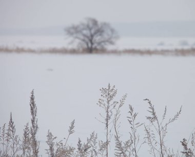 manzaralı sisli kış manzarası