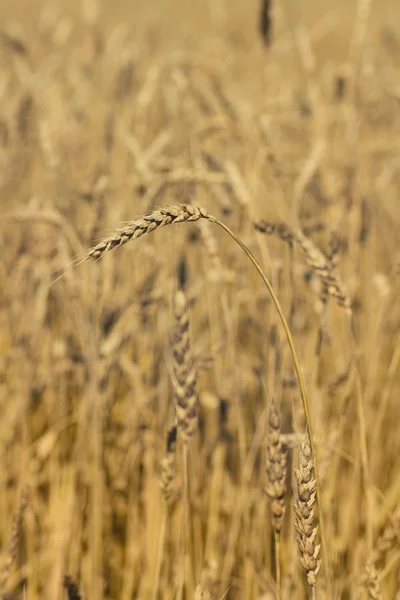 Золота Пшениця Росте Полі — стокове фото