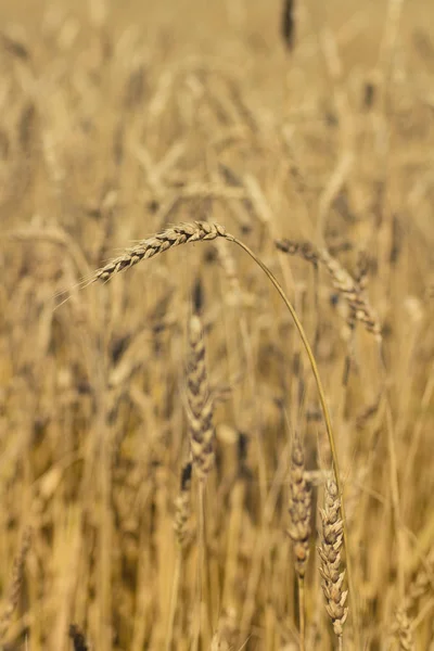 Gyllene Vete Växer Ett Fält — Stockfoto