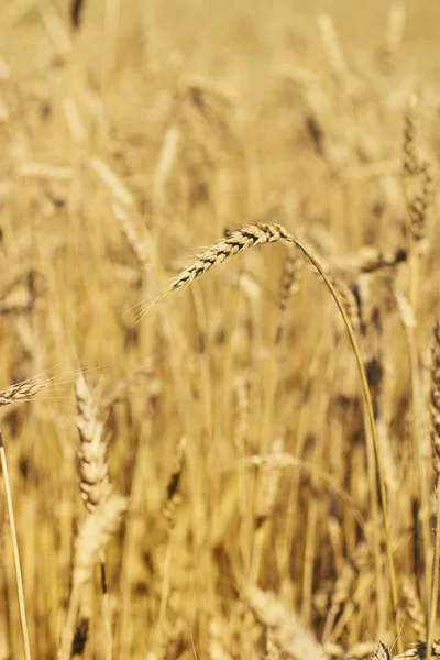 Gouden Tarwe Groeien Een Veld — Stockfoto