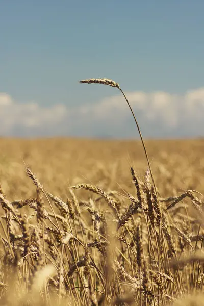 Gouden Tarwe Groeien Een Veld — Stockfoto