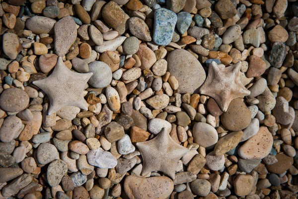 Dried Starfish Rocks — Stock Photo, Image