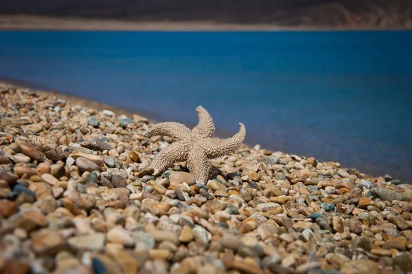 Wysuszone Gwiazdy Morskie Tle Morza — Zdjęcie stockowe