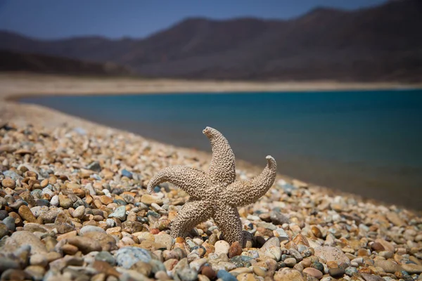 海を背景にした乾燥した海の星は — ストック写真