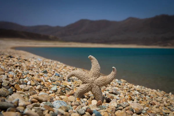 海を背景にした乾燥した海の星は — ストック写真