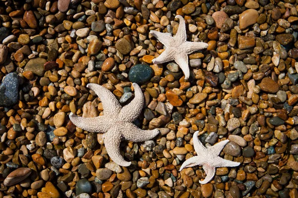 Getrocknete Seesterne Auf Dem Hintergrund Des Meeres — Stockfoto