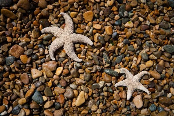 Hvězdice Pozadí Moře — Stock fotografie