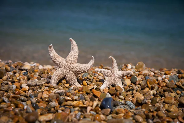 Rozgwiazdy Tle Morza — Zdjęcie stockowe