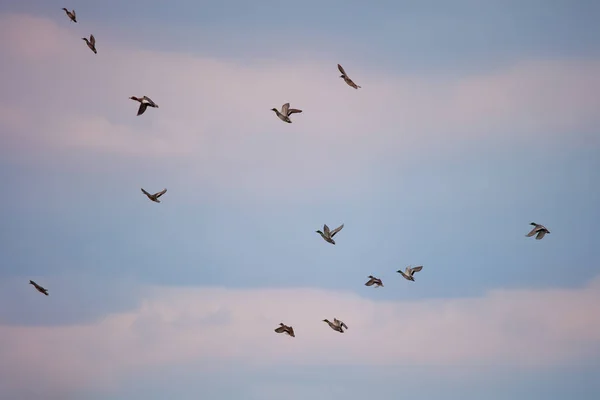 Vögel Fliegen Über Den See — Stockfoto