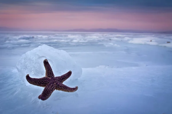 Estrellas Mar Congeladas Tumbadas Hielo —  Fotos de Stock