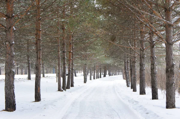 Scenic View Winter Road — Stock Photo, Image