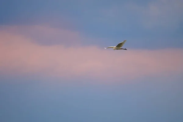 Птахи Літають Над Озером — стокове фото