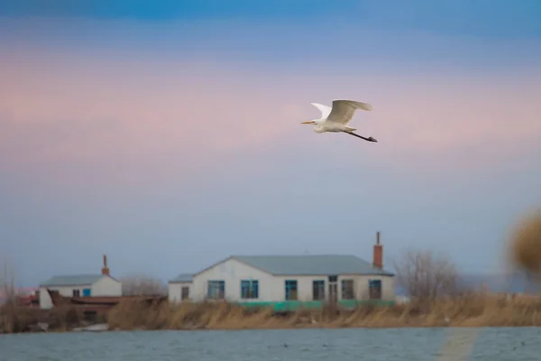 Birds Fly Lake — Stock Photo, Image