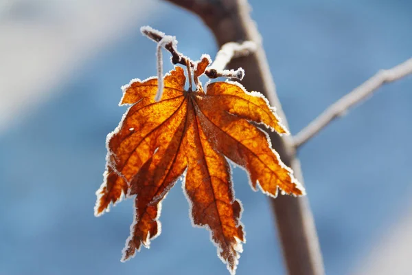 Frost auf den Blättern des Ahorns — Stockfoto