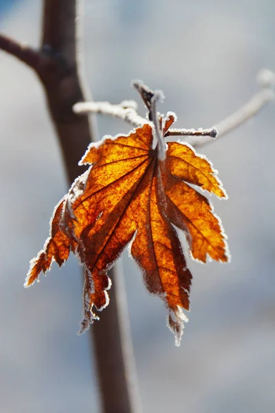 Frost auf den Blättern des Ahorns — Stockfoto